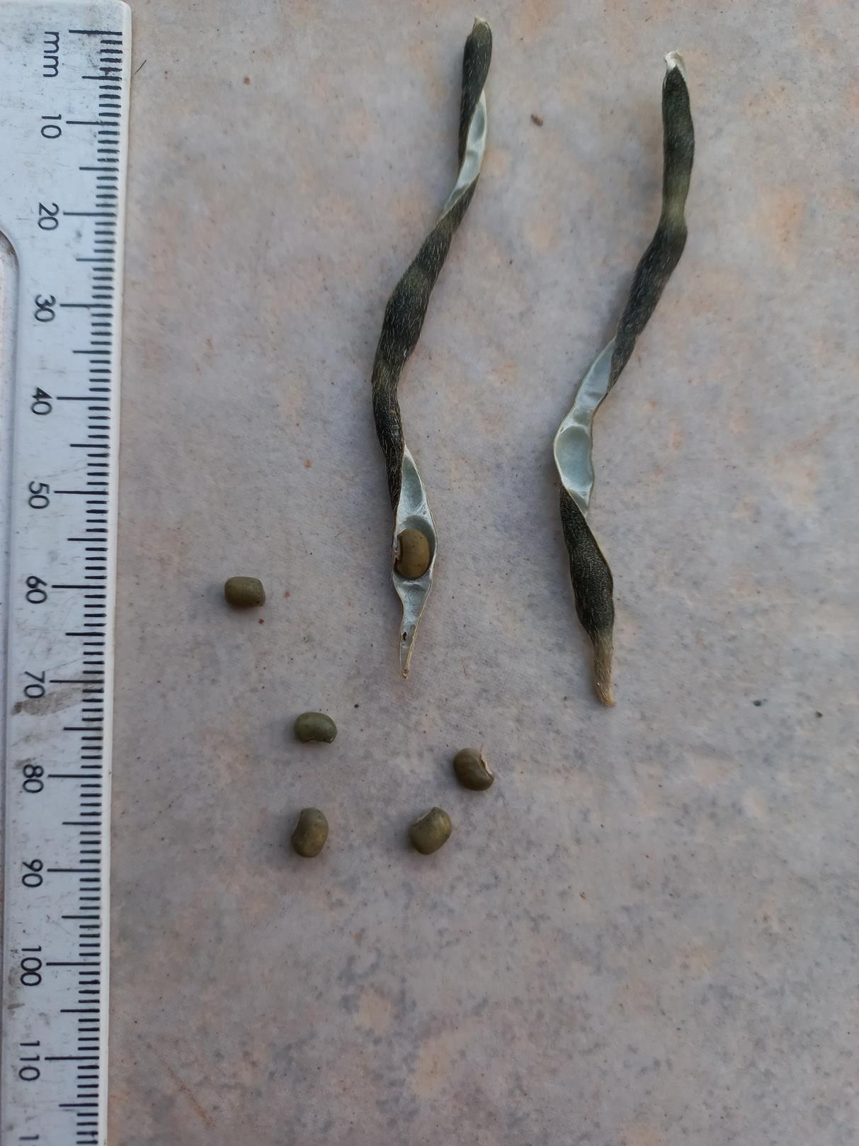 Vigna luteola Vigna luteola