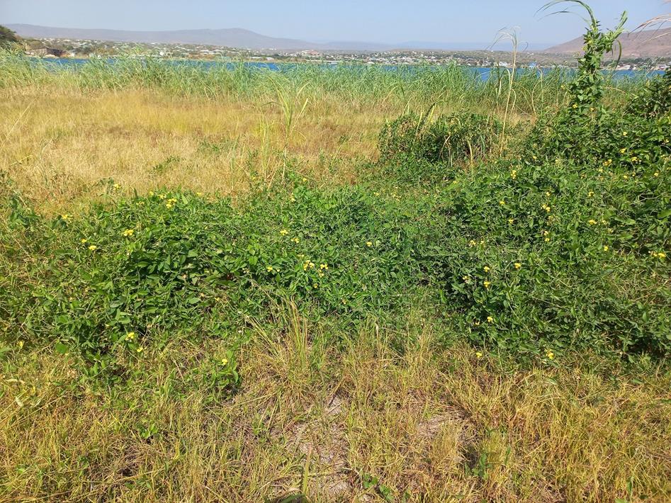 Vigna luteola Vigna luteola