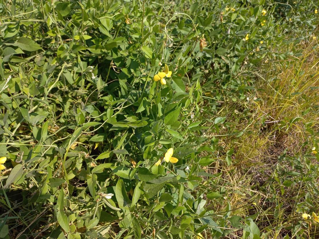 Vigna luteola Vigna luteola