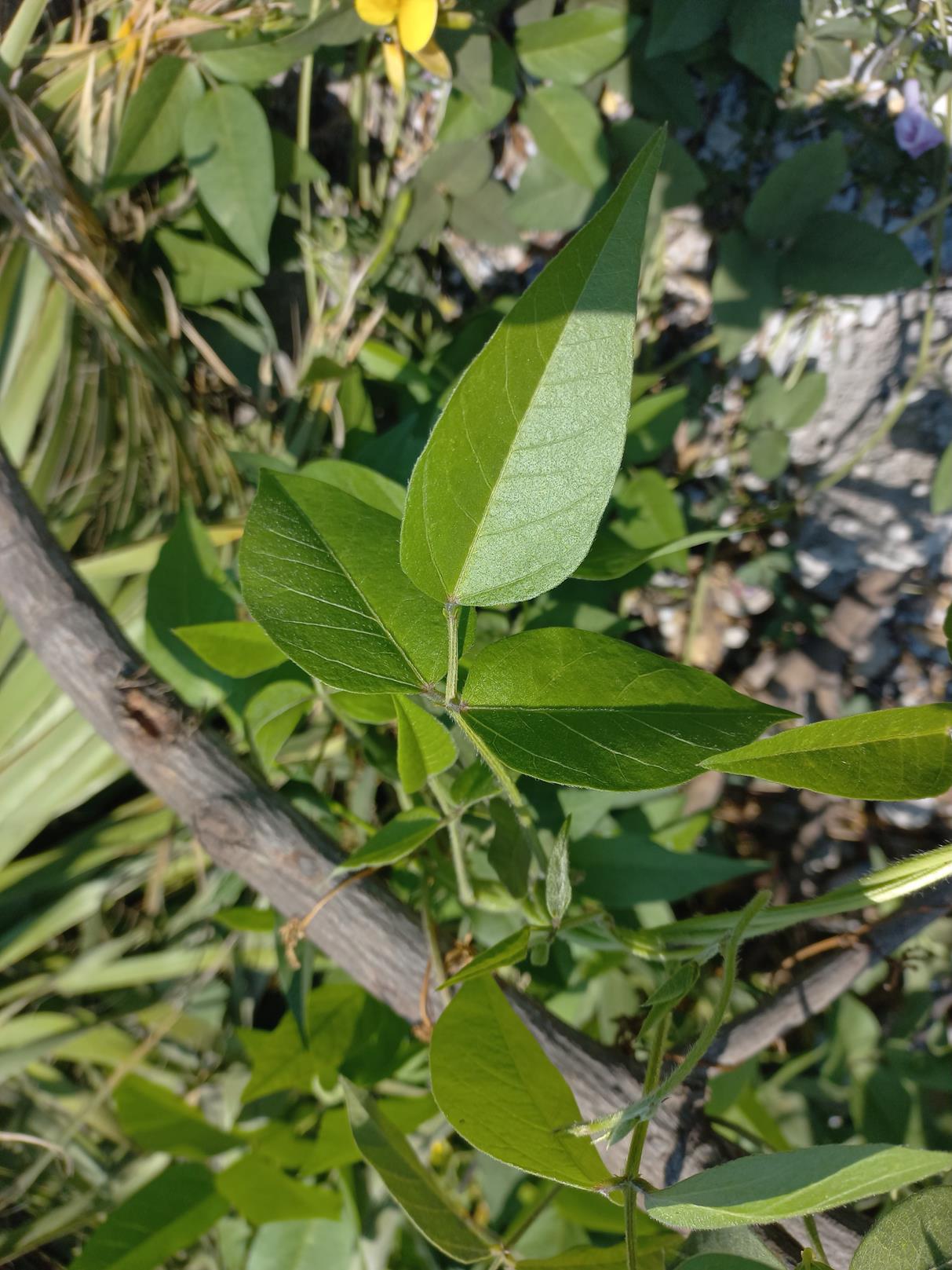 Vigna luteola Vigna luteola