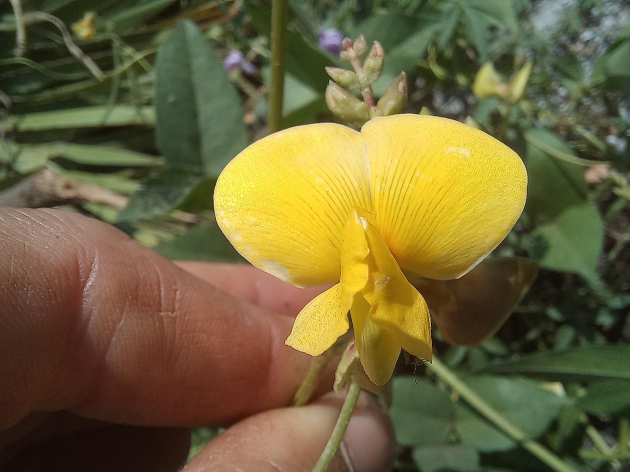 Vigna luteola Vigna luteola