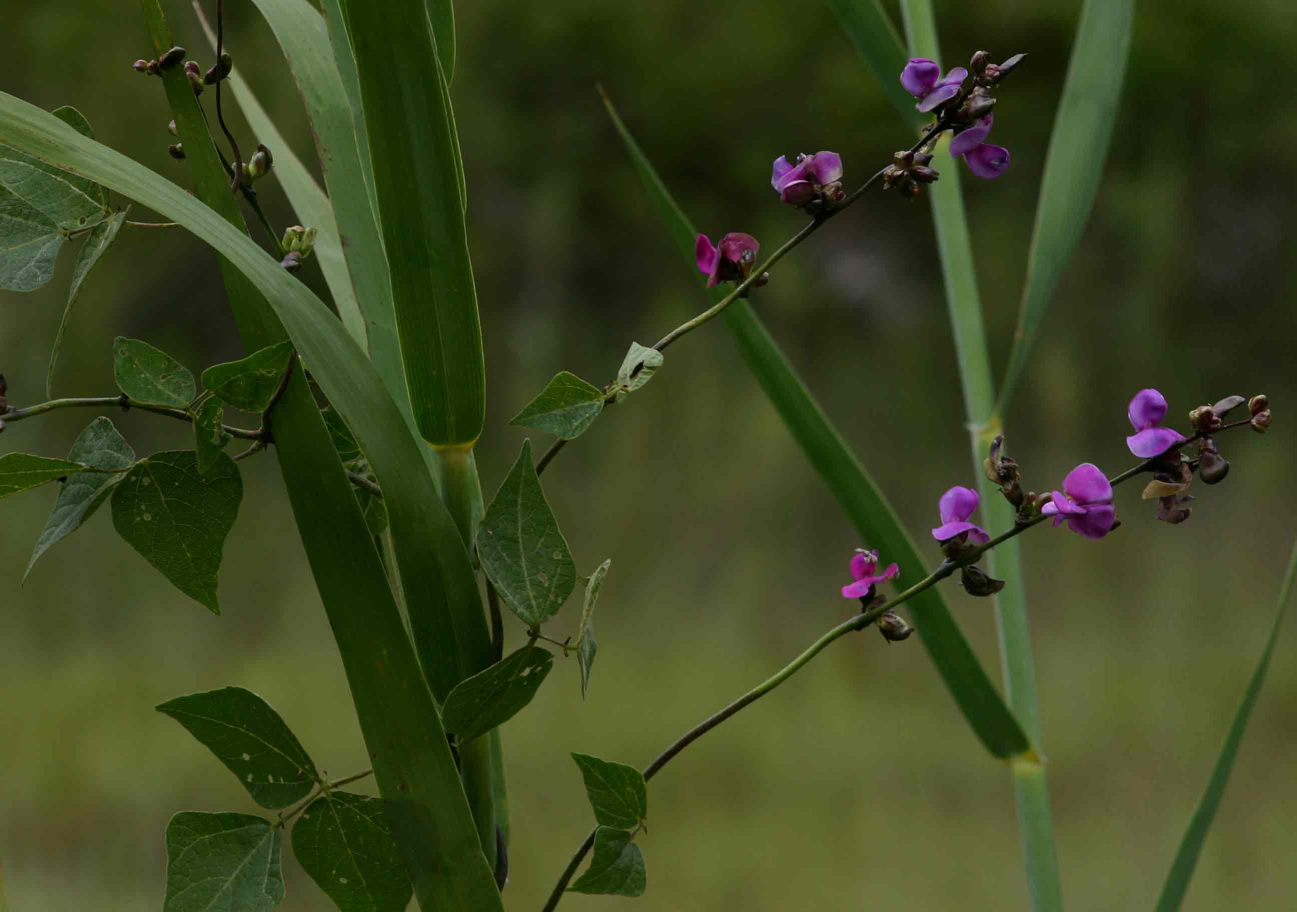 Lablab purpureus subsp. uncinatus