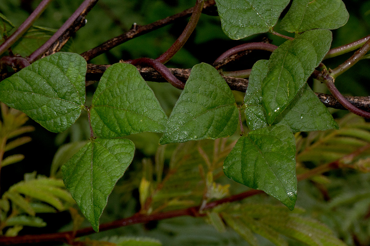 Lablab purpureus subsp. uncinatus