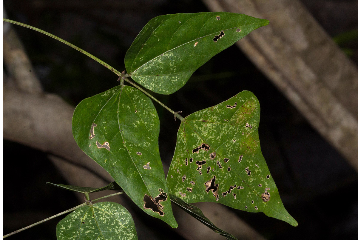 Lablab purpureus subsp. uncinatus