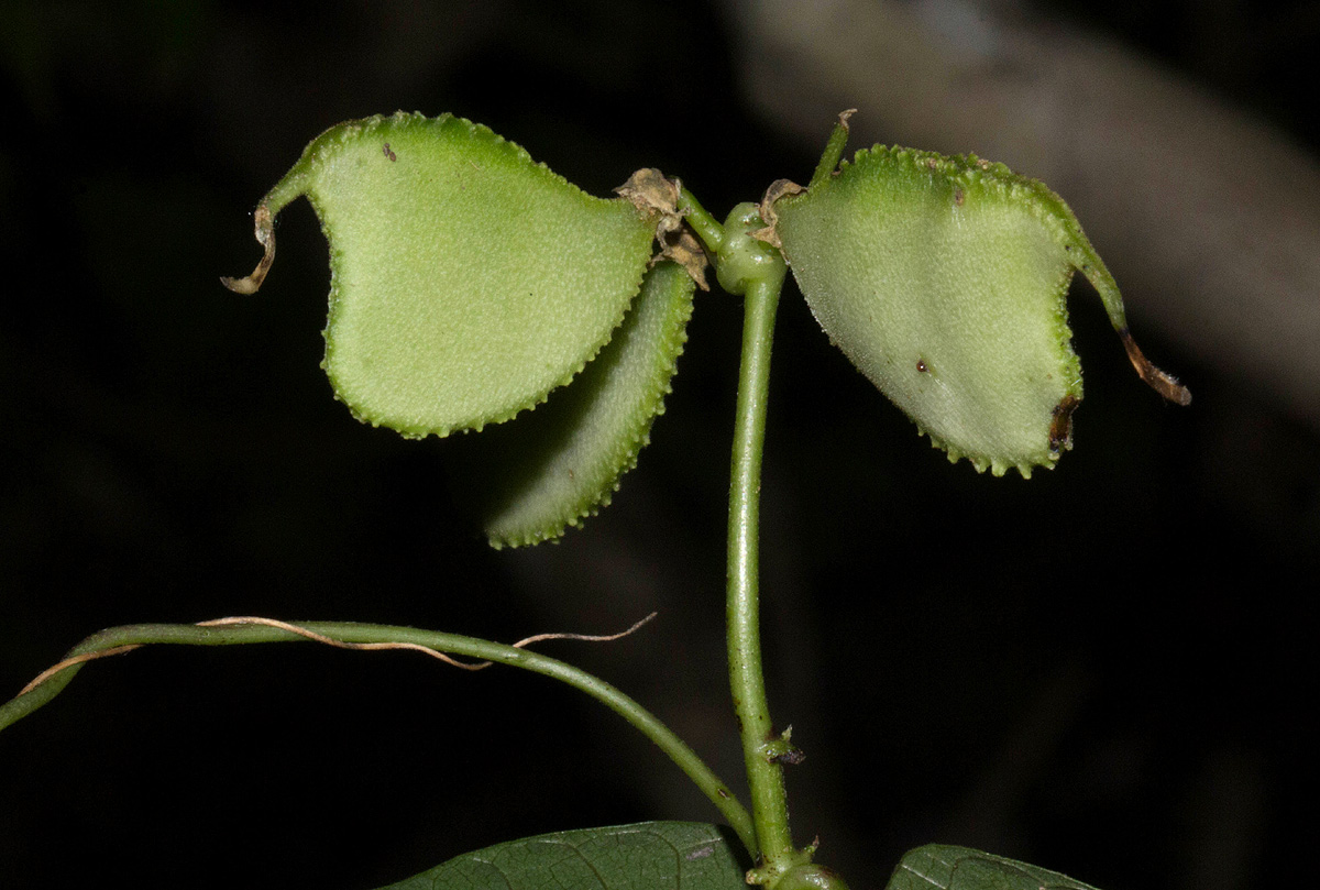 Lablab purpureus subsp. uncinatus Lablab purpureus subsp. uncinatus