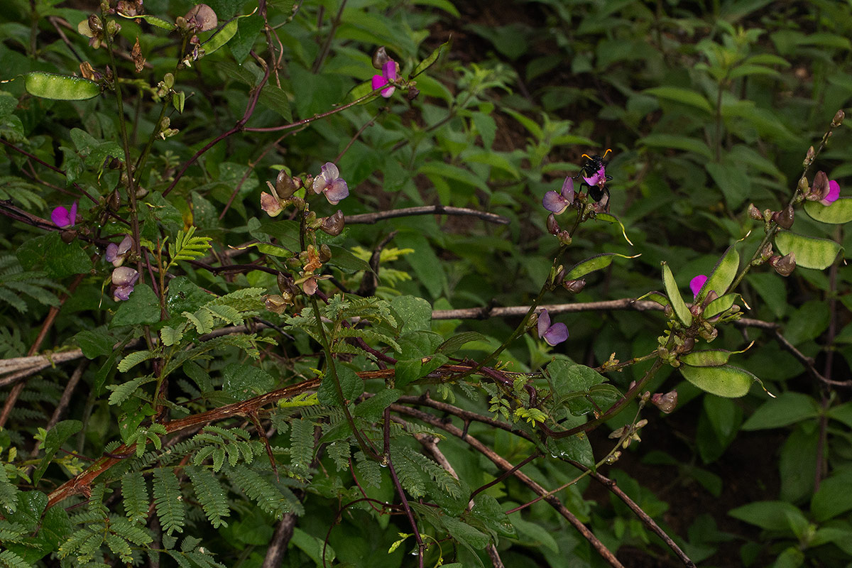 Lablab purpureus subsp. uncinatus