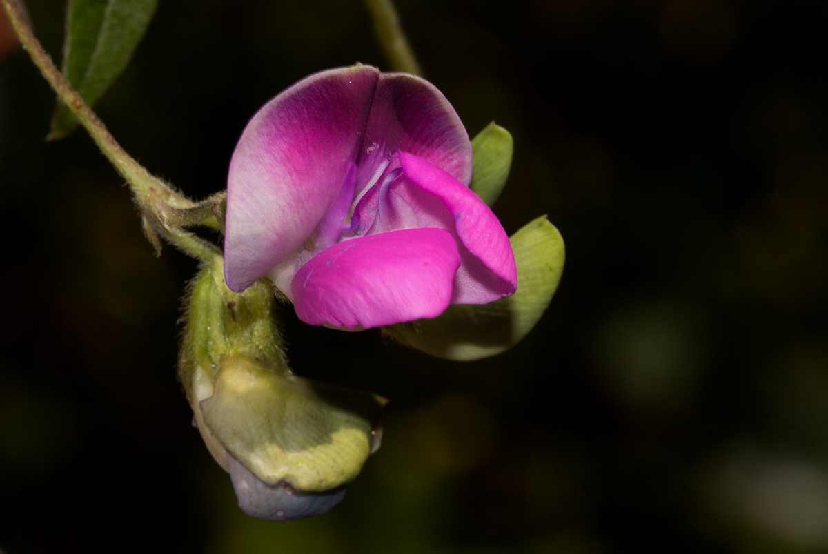 Dolichos sericeus subsp. sericeus