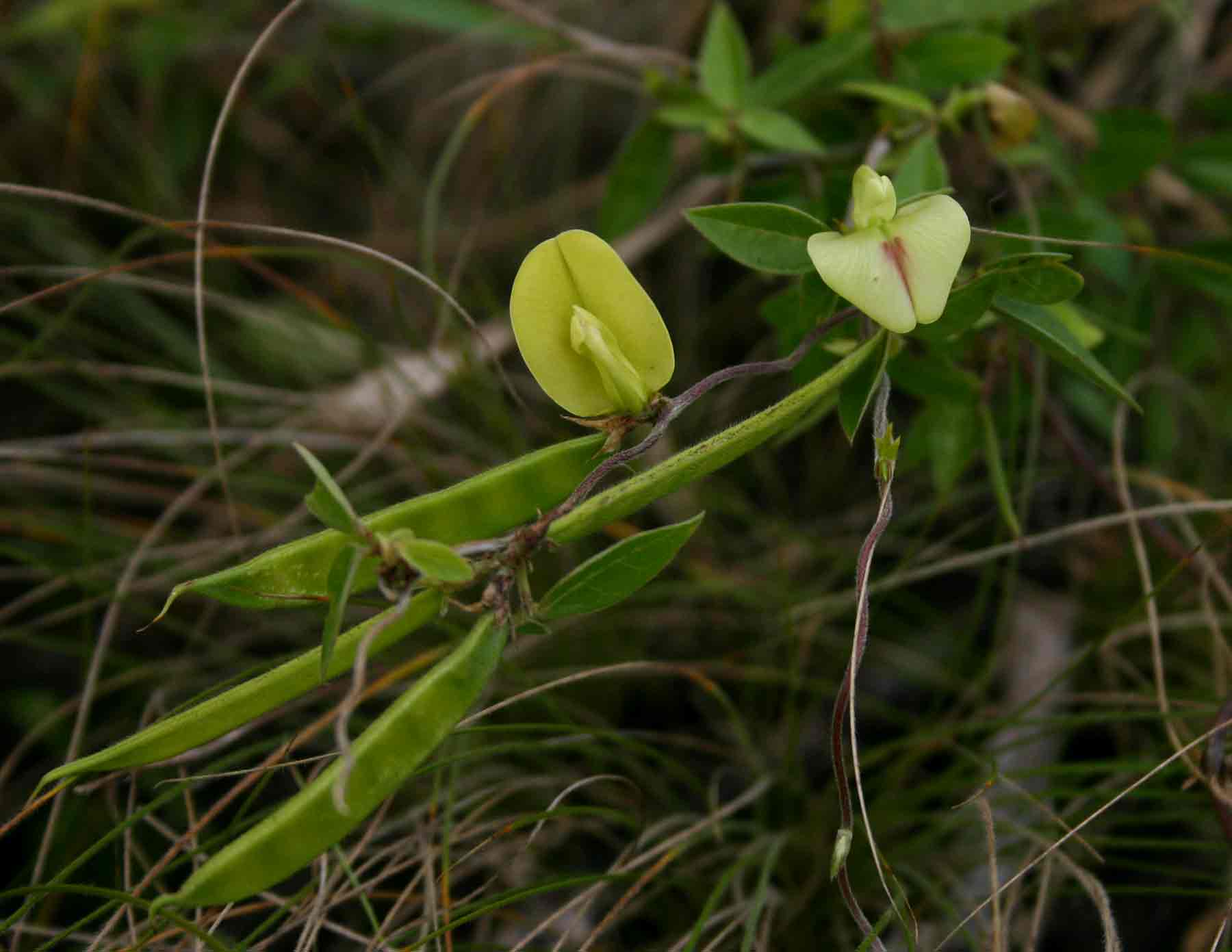 Macrotyloma axillare var. axillare
