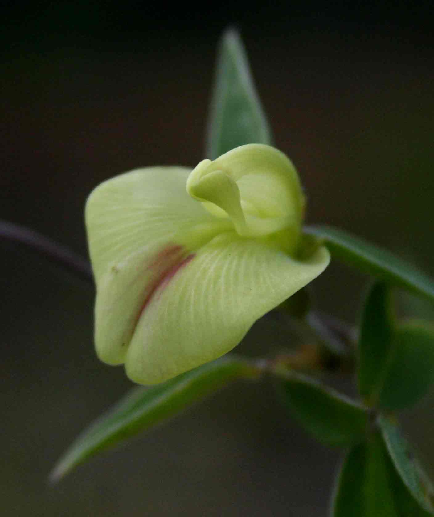 Macrotyloma axillare var. axillare