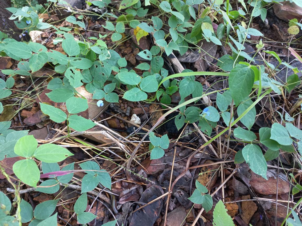 Psophocarpus lancifolius Psophocarpus lancifolius