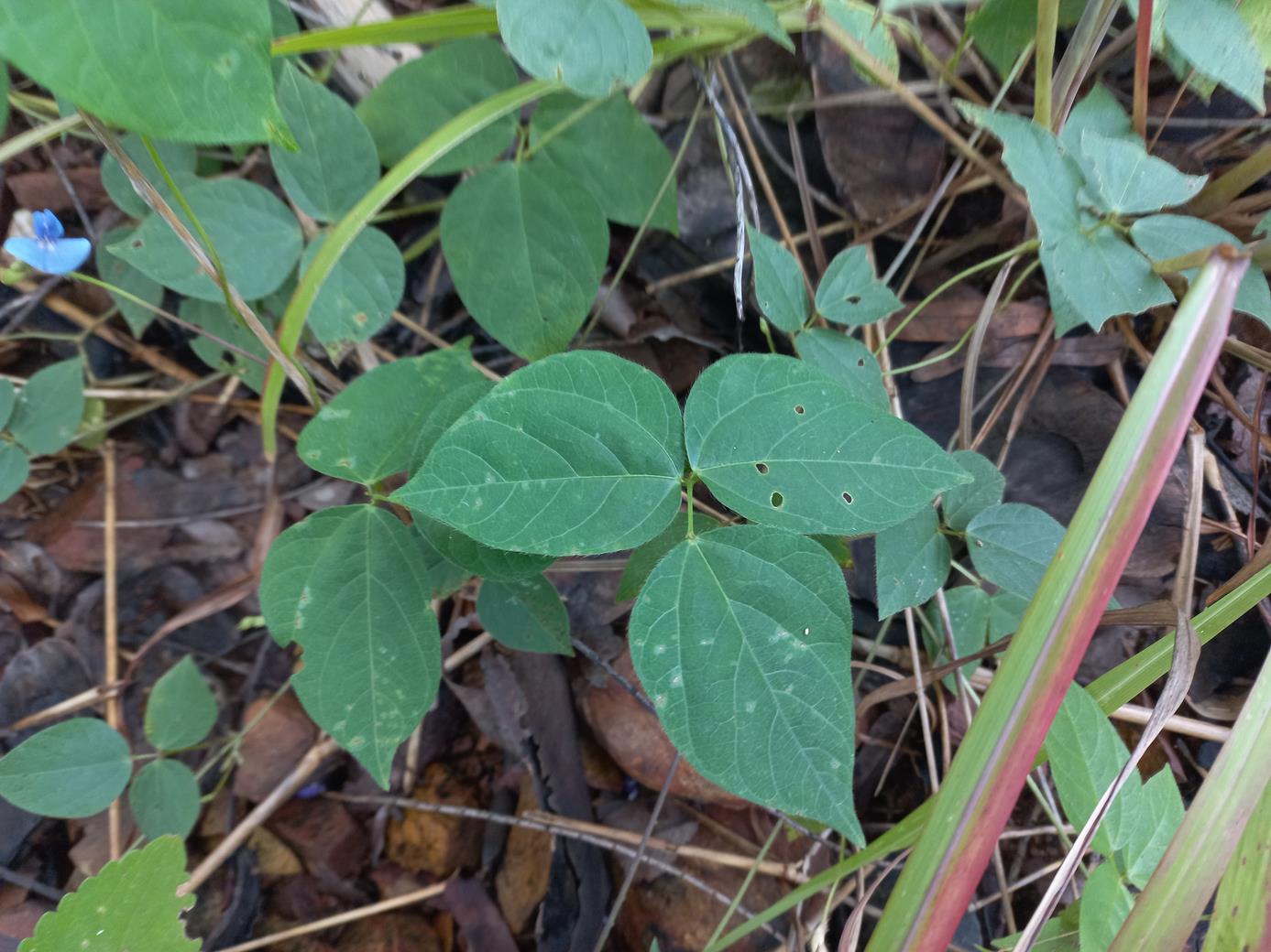 Psophocarpus lancifolius Psophocarpus lancifolius