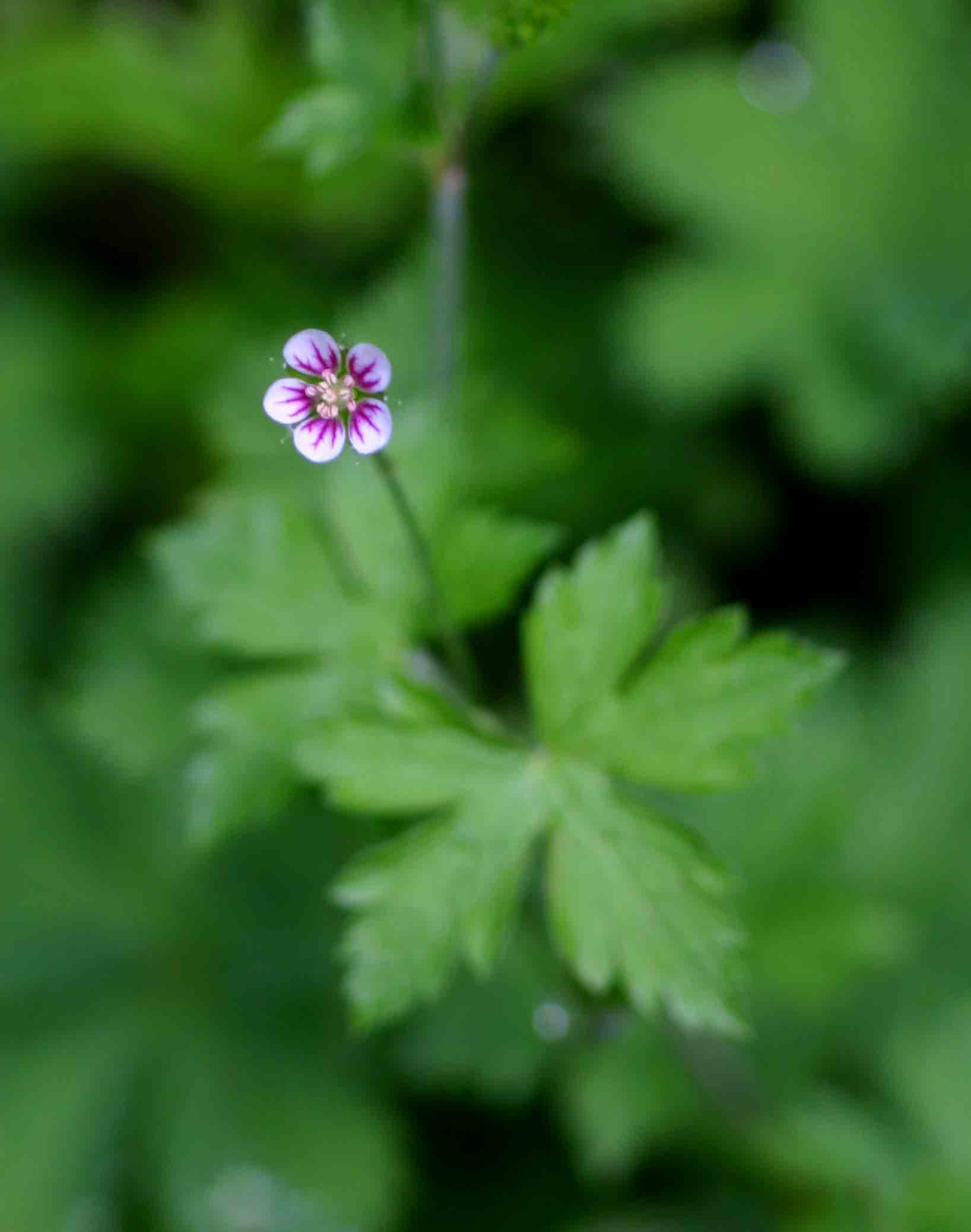 Geranium arabicum subsp. arabicum Geranium arabicum subsp. arabicum
