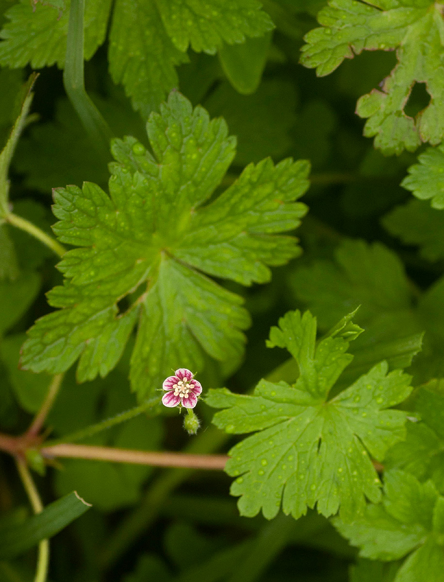 Geranium arabicum subsp. arabicum