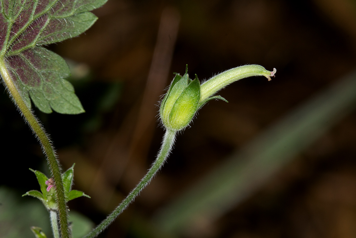 Geranium arabicum subsp. arabicum