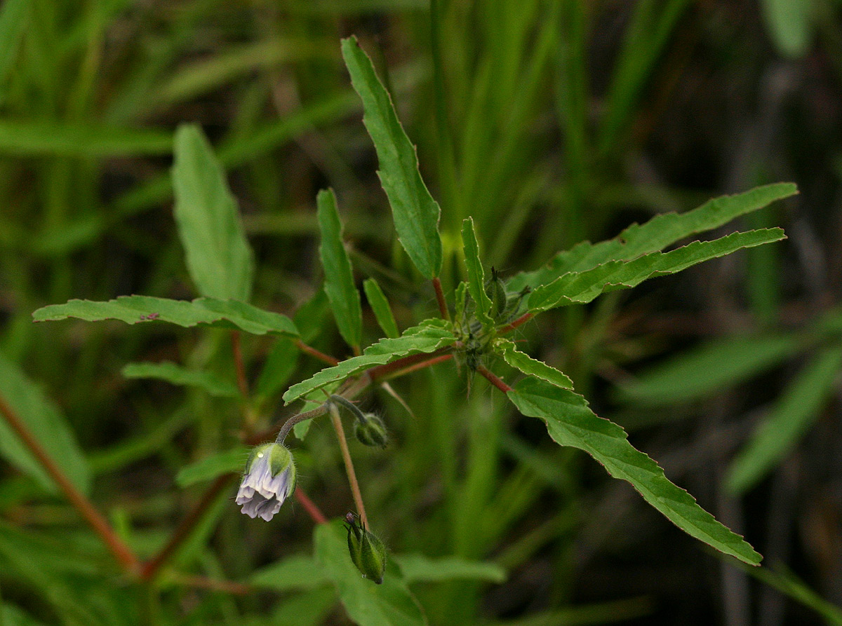 Monsonia angustifolia