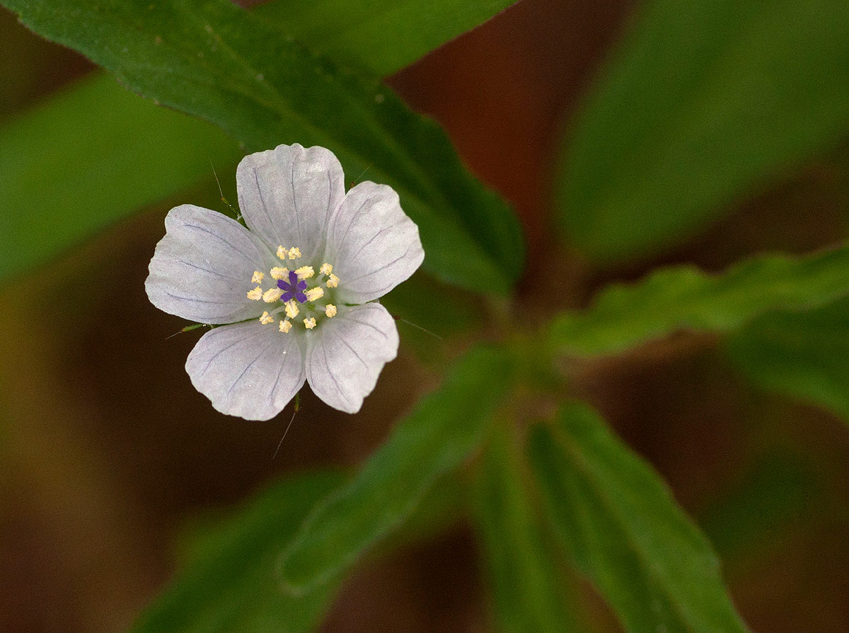 Monsonia angustifolia