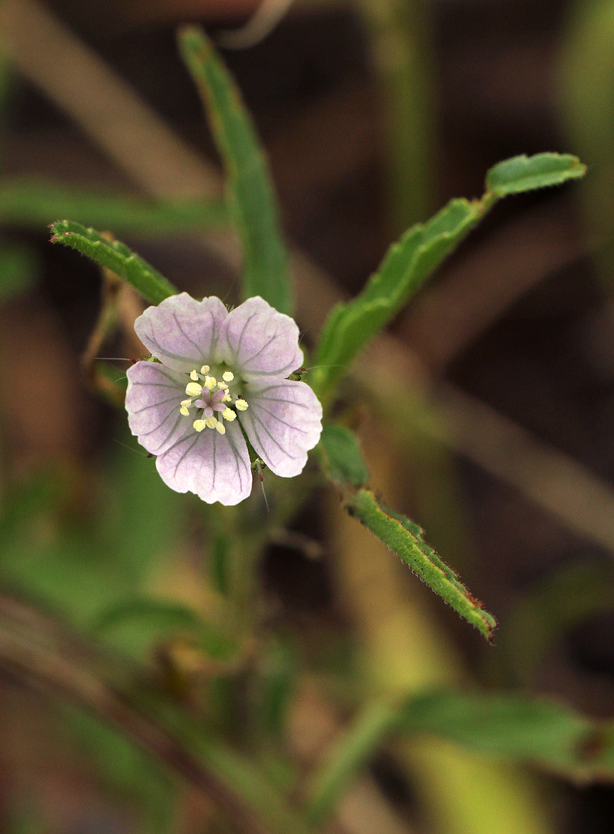 Monsonia angustifolia Monsonia angustifolia