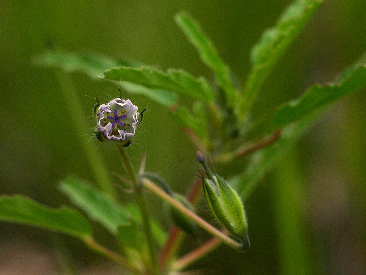 Monsonia angustifolia