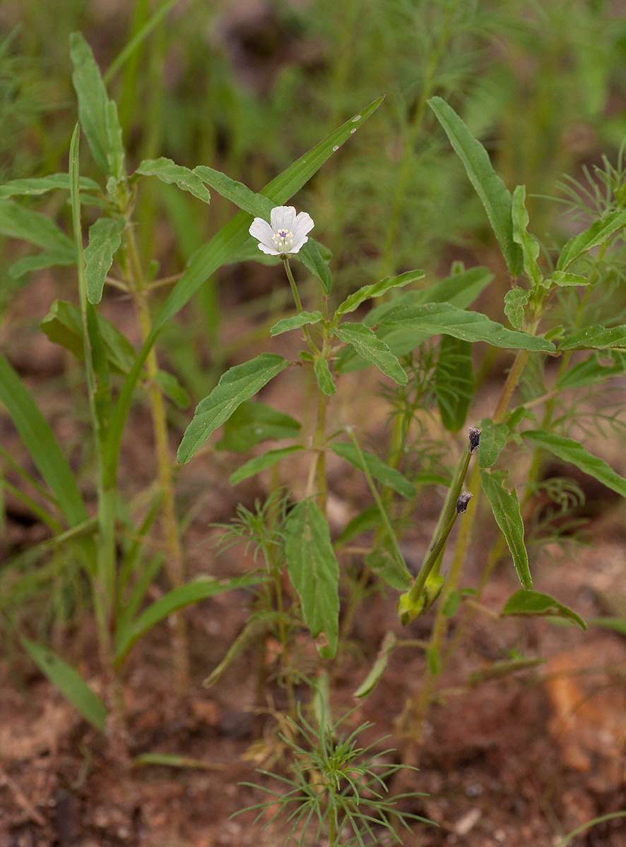 Monsonia angustifolia