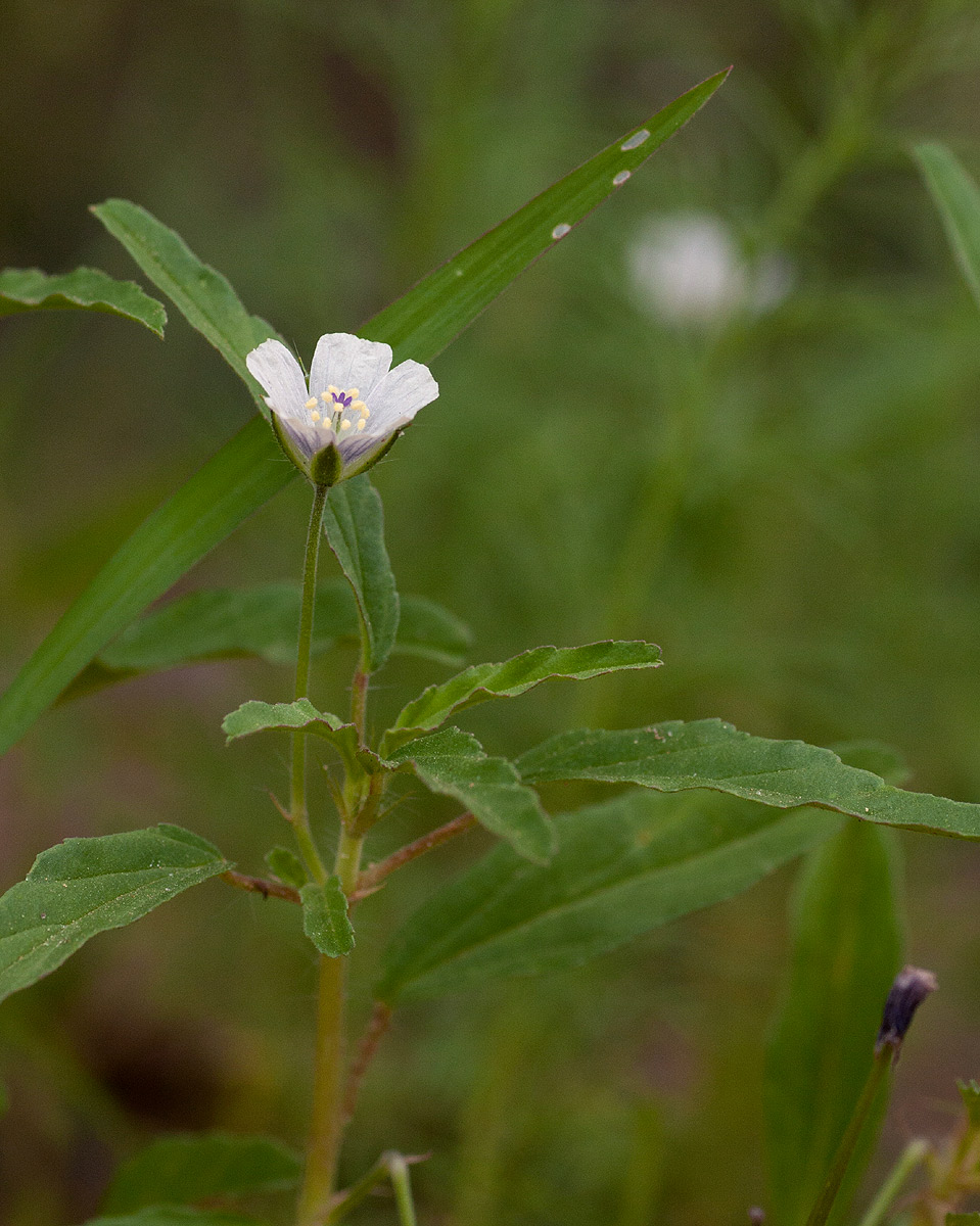 Monsonia angustifolia