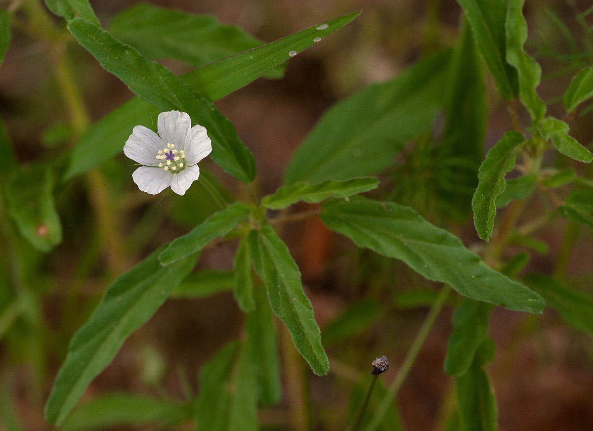 Monsonia angustifolia Monsonia angustifolia