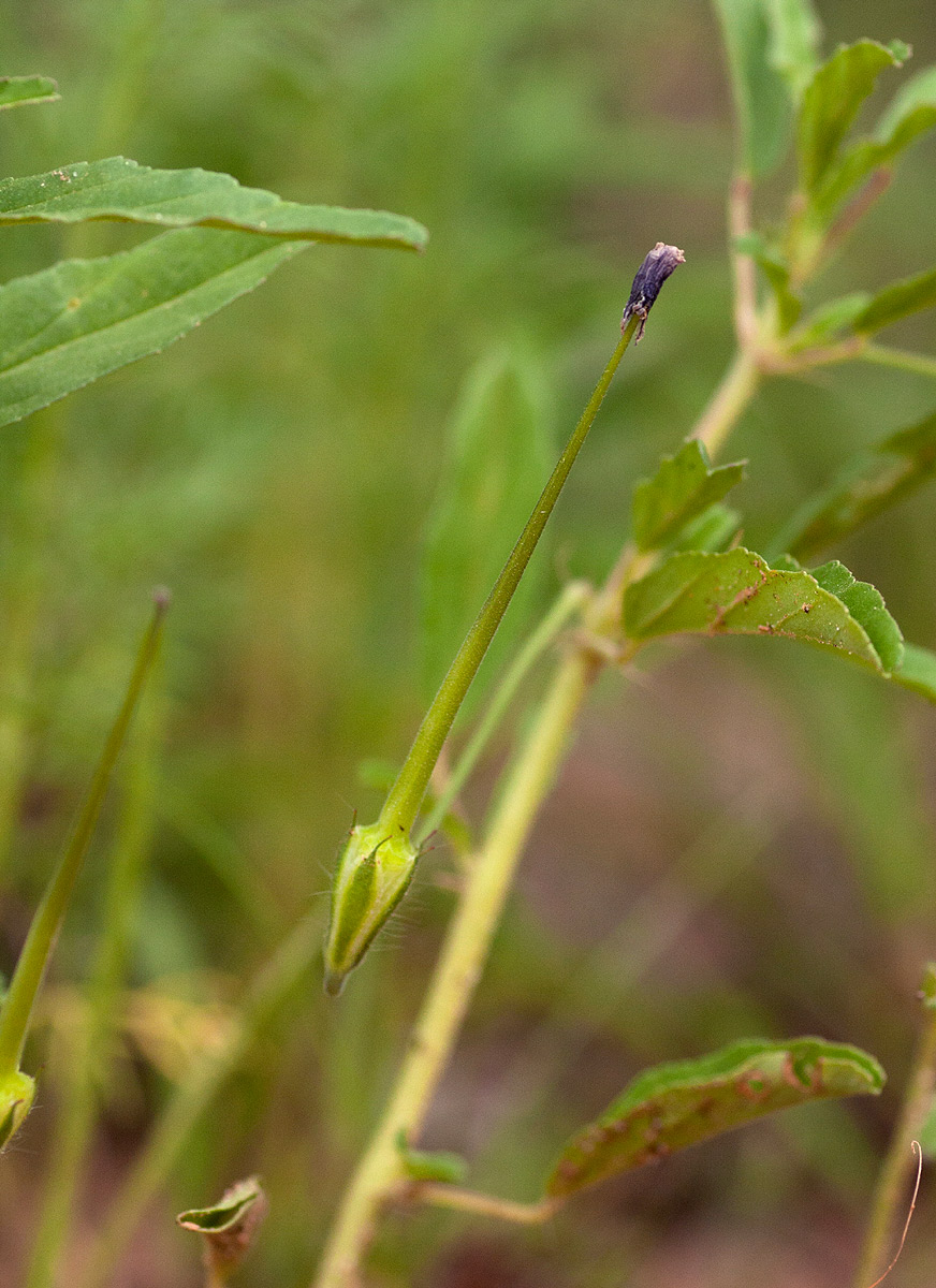 Monsonia angustifolia Monsonia angustifolia