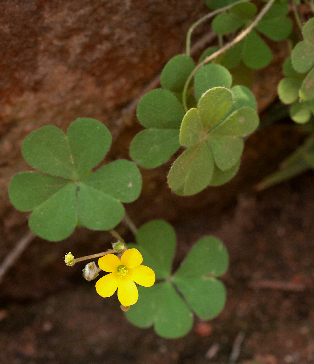 Oxalis corniculata Oxalis corniculata