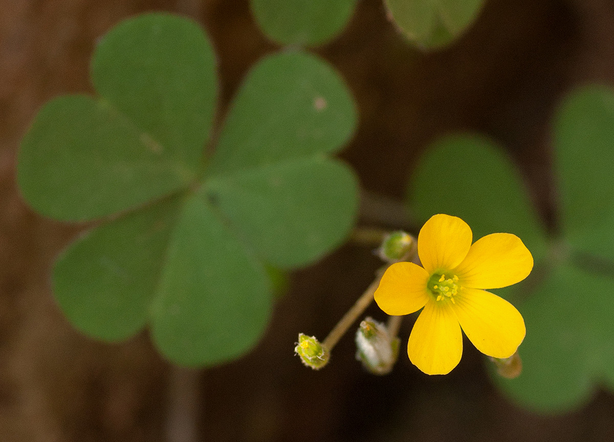 Oxalis corniculata Oxalis corniculata
