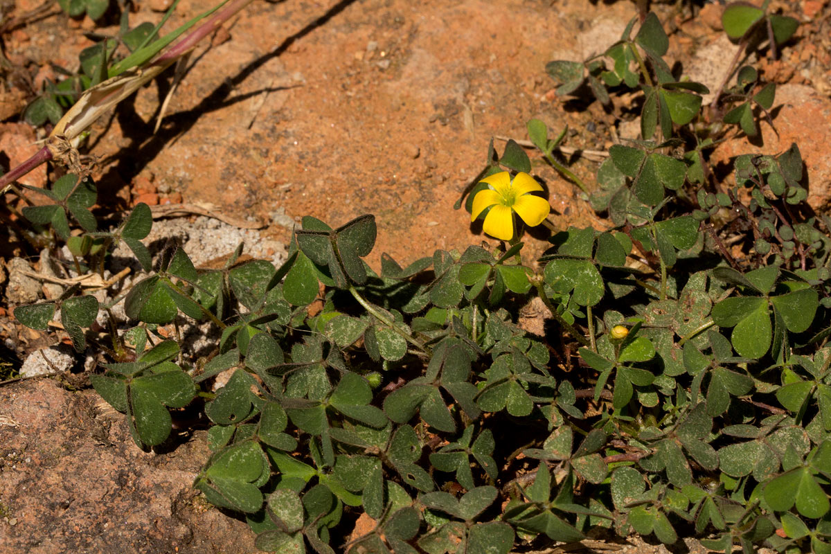 Oxalis corniculata Oxalis corniculata