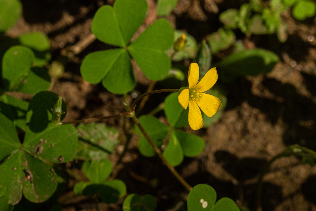 Oxalis corniculata Oxalis corniculata