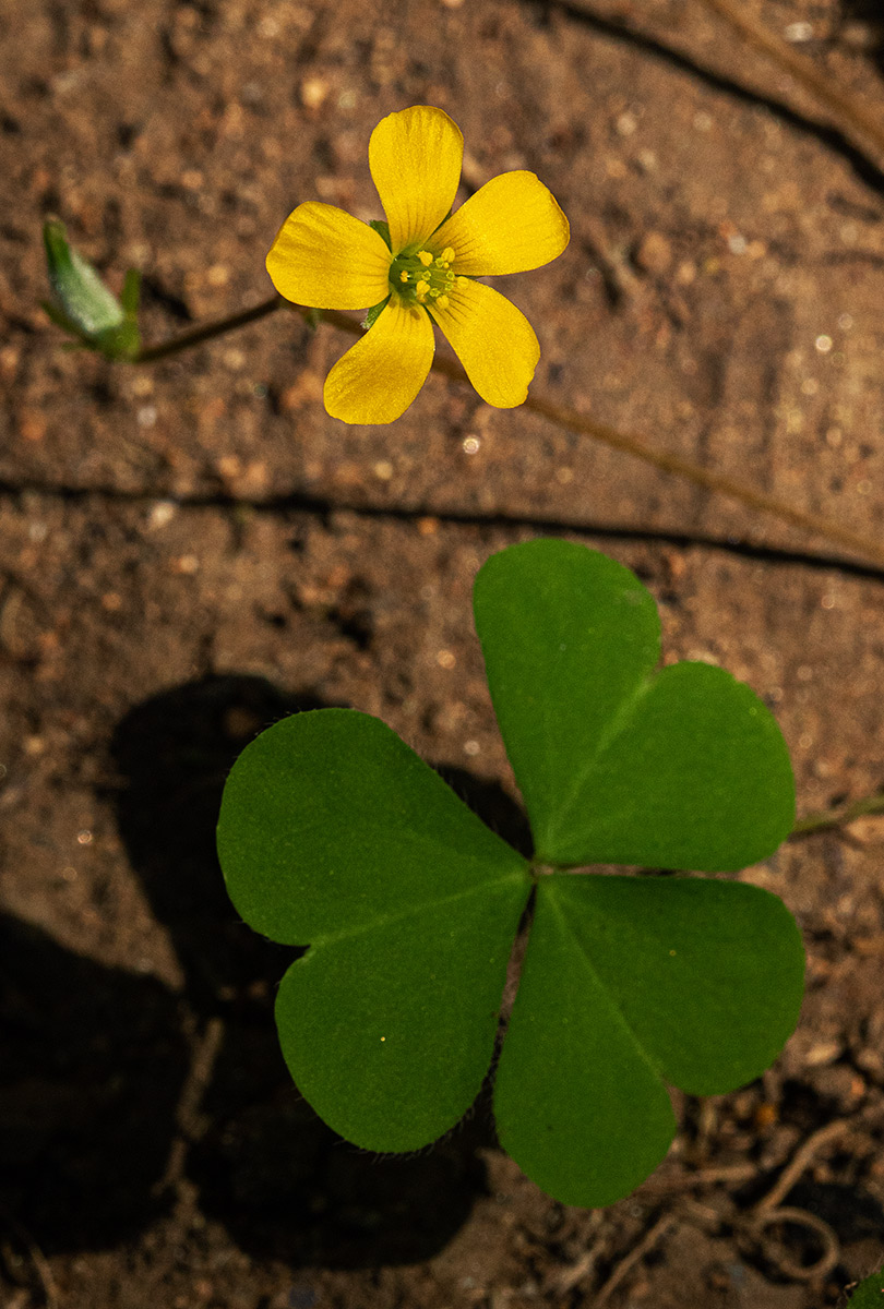 Oxalis corniculata Oxalis corniculata