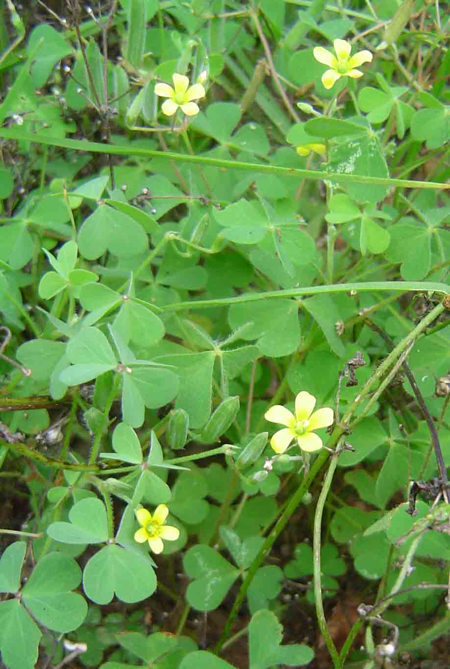 Oxalis corniculata Oxalis corniculata
