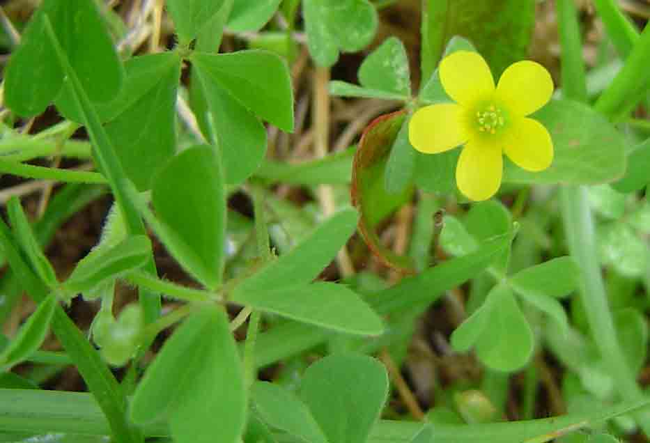 Oxalis corniculata Oxalis corniculata
