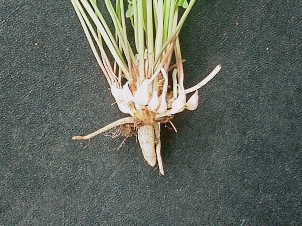 Oxalis latifolia Oxalis latifolia