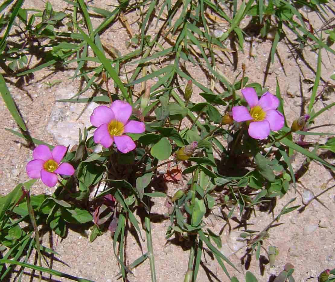 Oxalis obliquifolia Oxalis obliquifolia