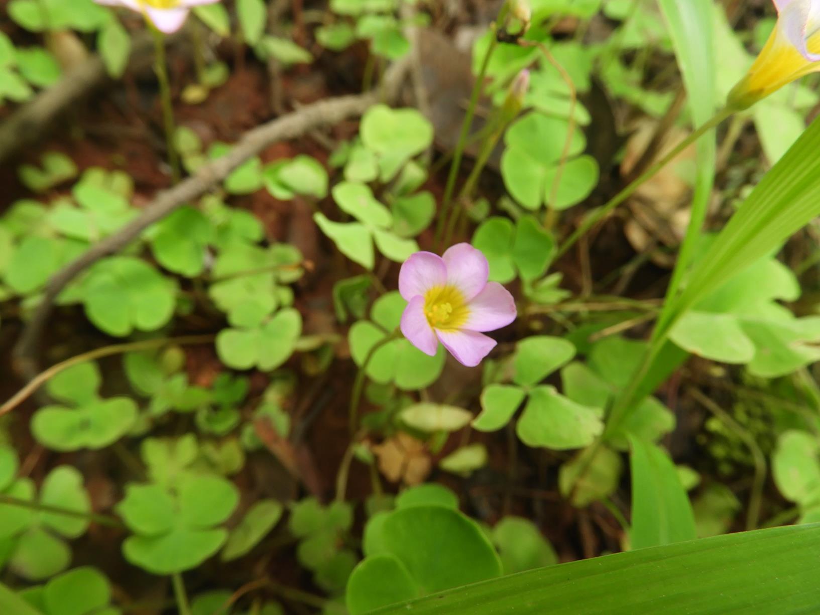 Oxalis obliquifolia Oxalis obliquifolia