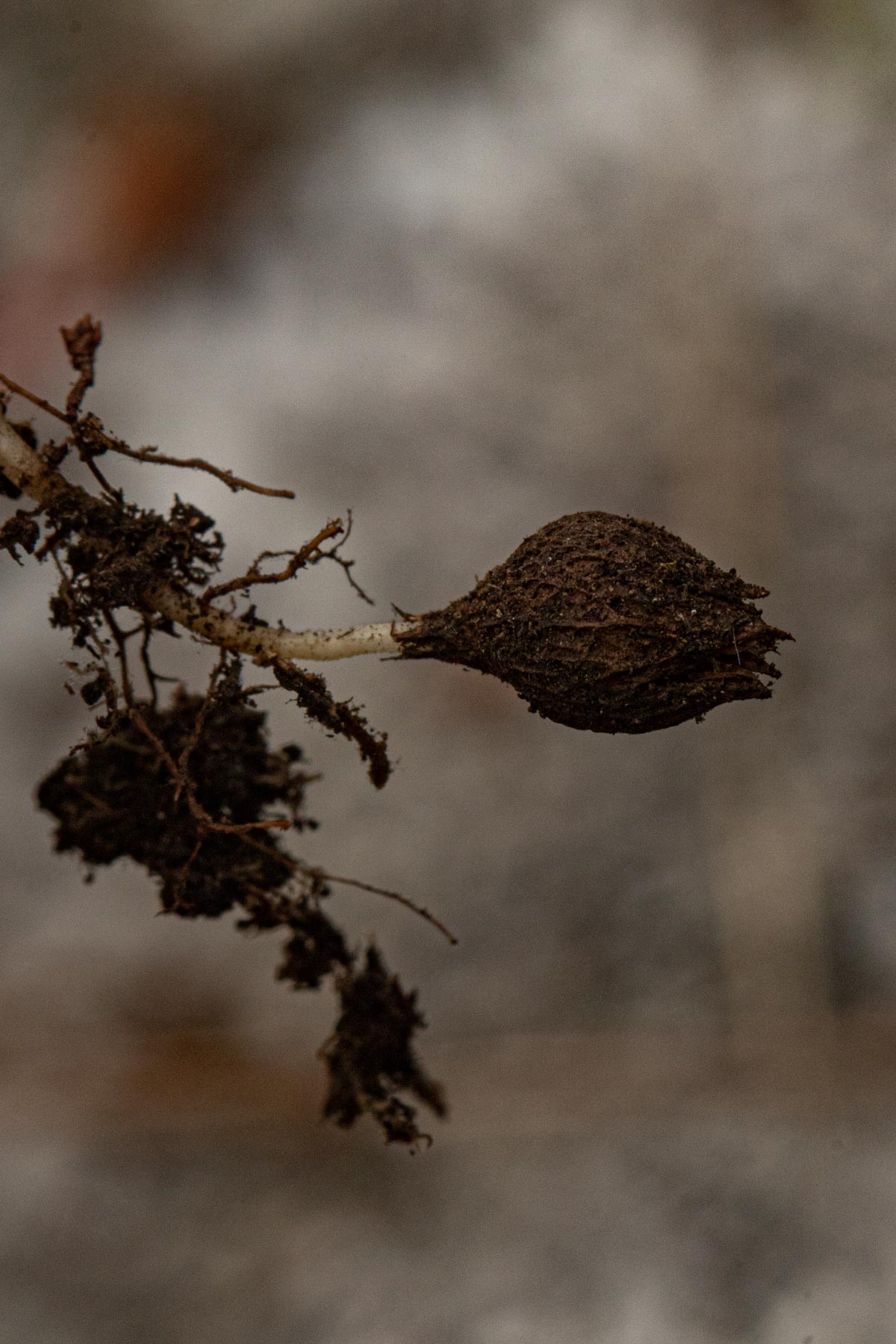 Oxalis obliquifolia Oxalis obliquifolia