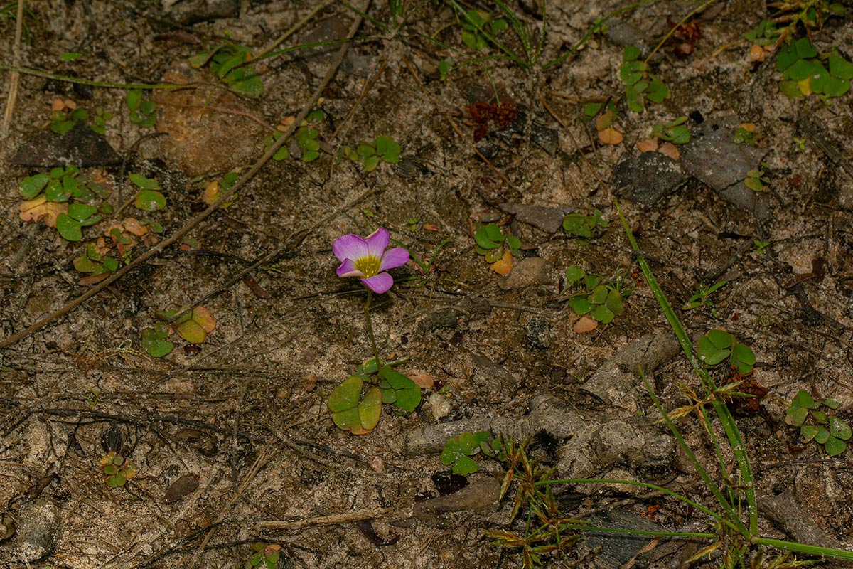 Oxalis obliquifolia Oxalis obliquifolia