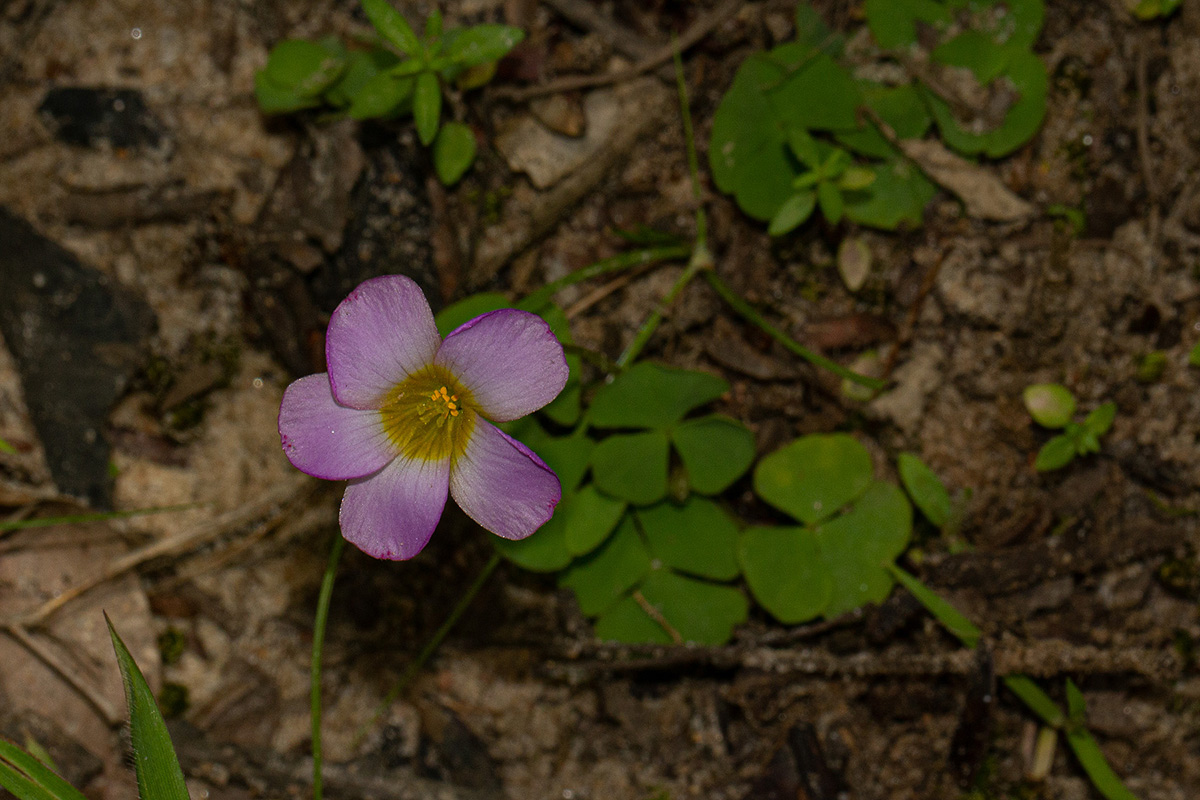 Oxalis obliquifolia Oxalis obliquifolia