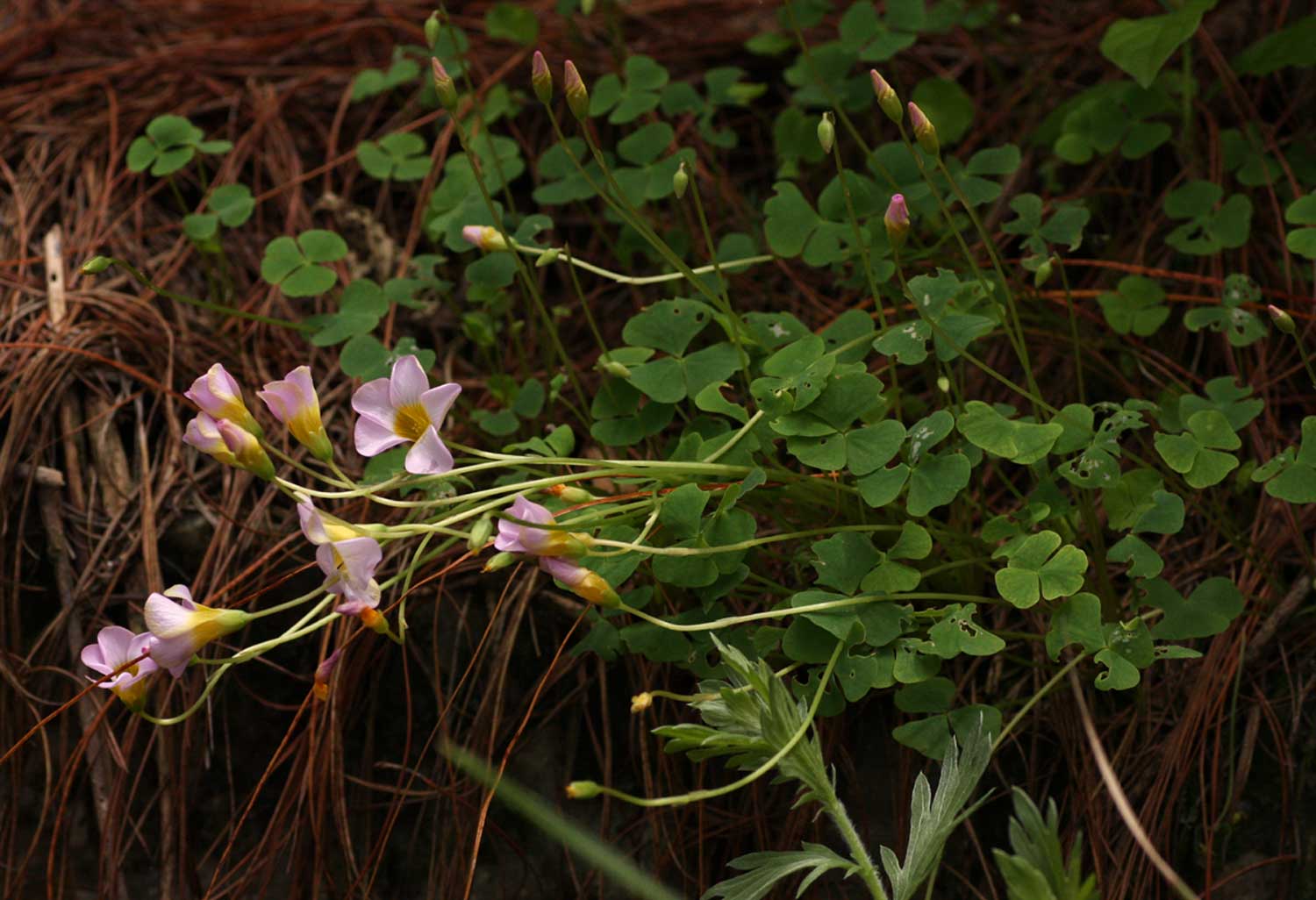 Oxalis obliquifolia Oxalis obliquifolia