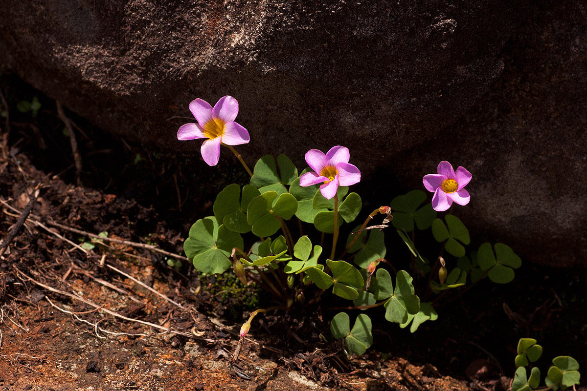 Oxalis obliquifolia Oxalis obliquifolia