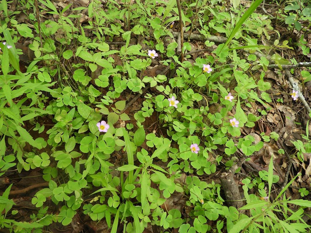 Oxalis obliquifolia Oxalis obliquifolia