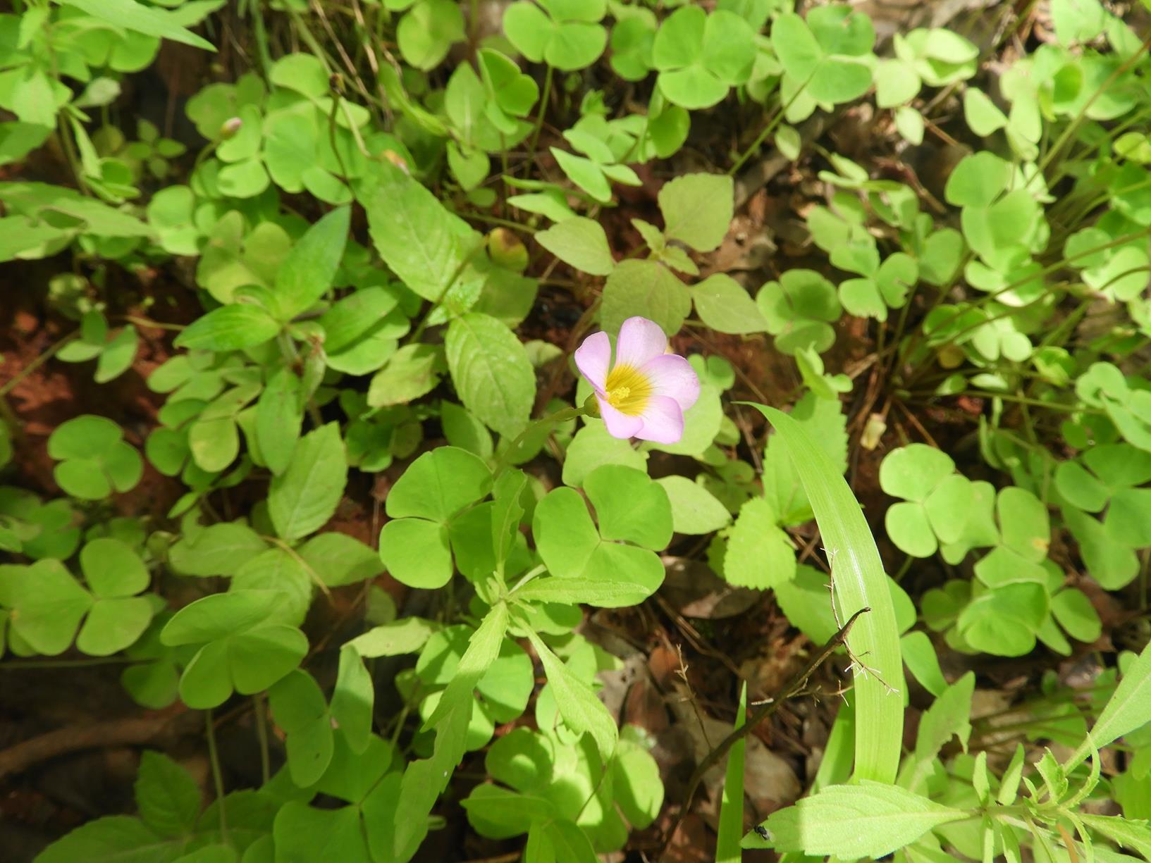 Oxalis obliquifolia Oxalis obliquifolia