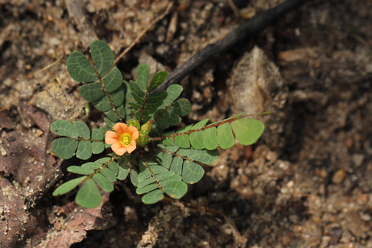 Biophytum umbraculum Biophytum umbraculum