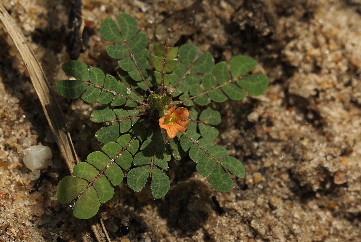 Biophytum umbraculum Biophytum umbraculum