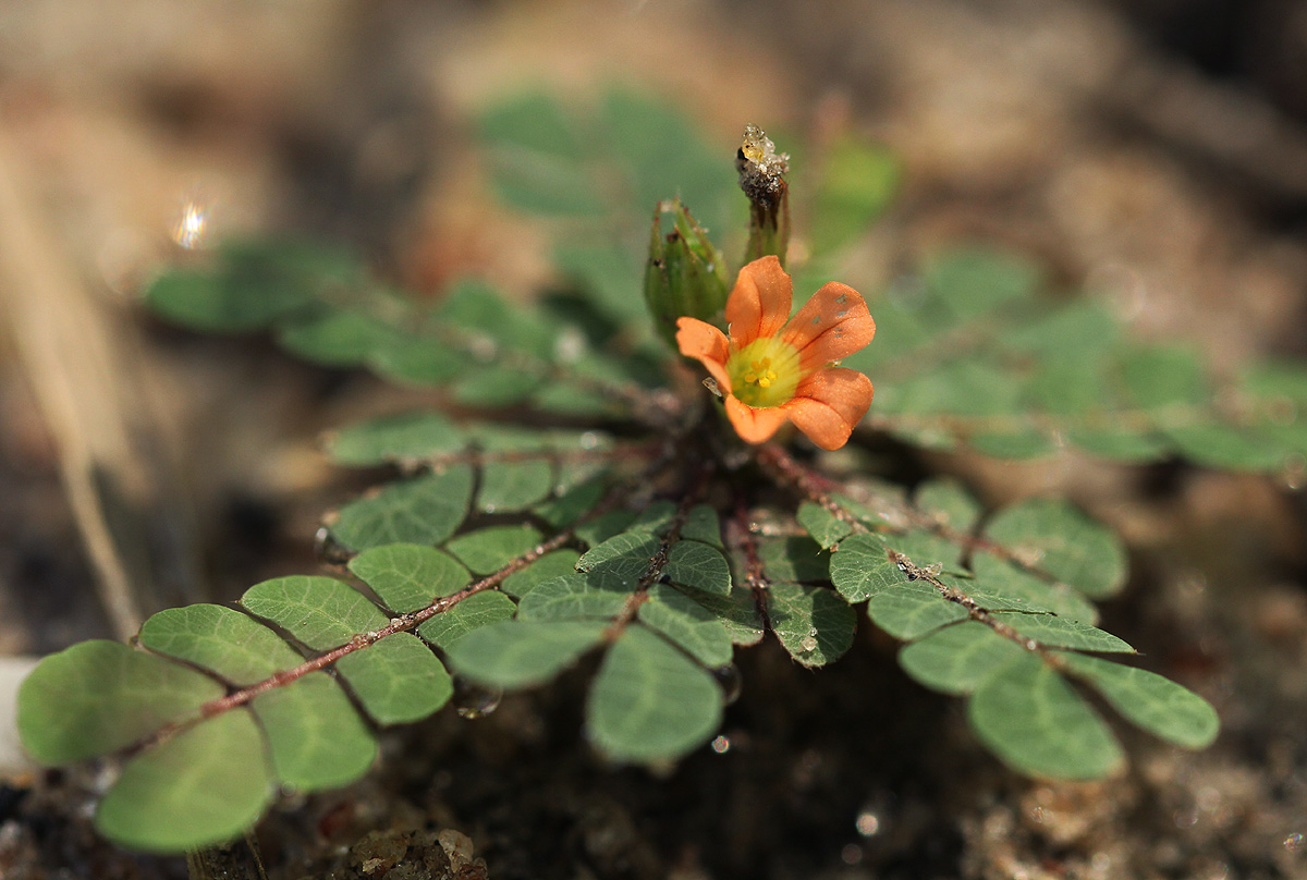 Biophytum umbraculum Biophytum umbraculum