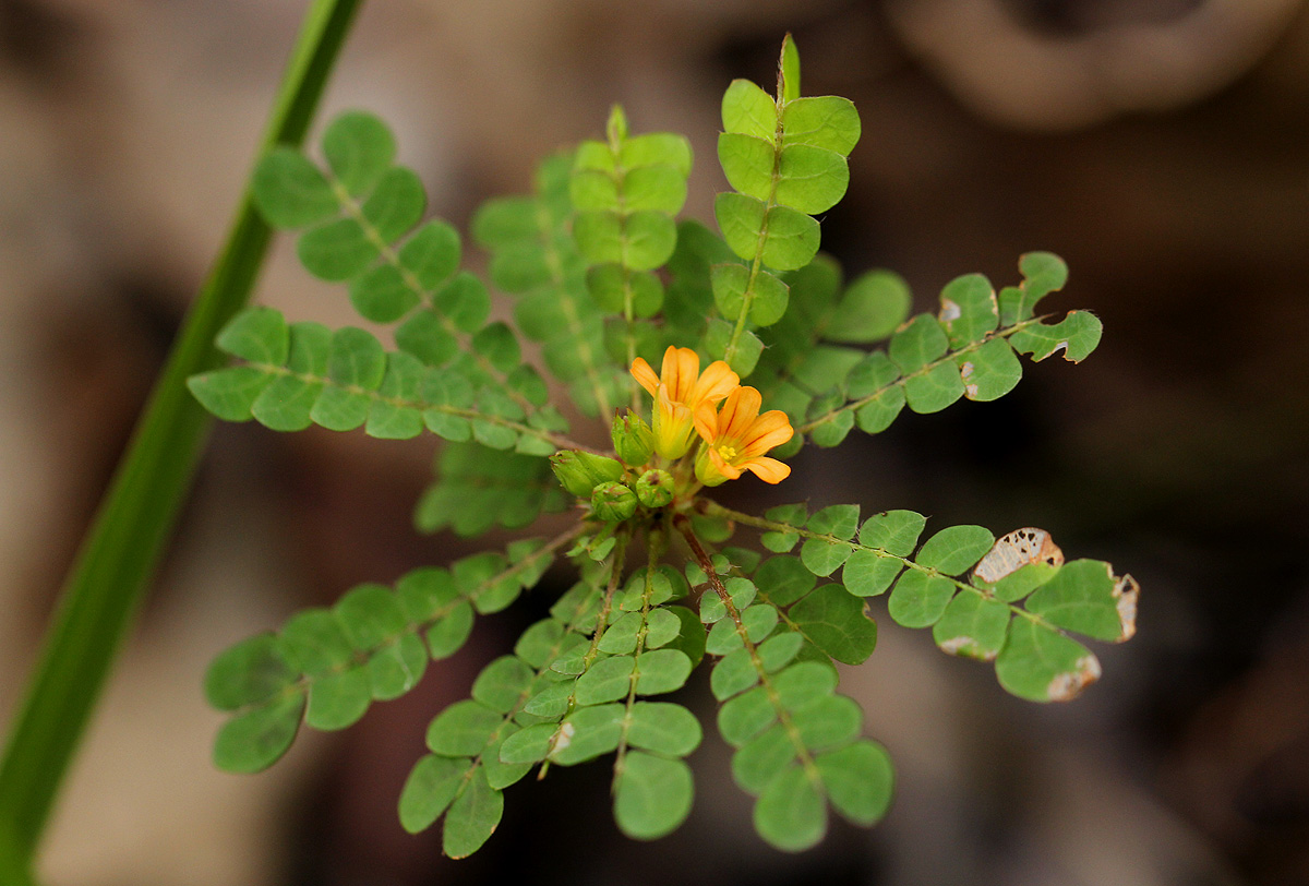 Biophytum umbraculum Biophytum umbraculum