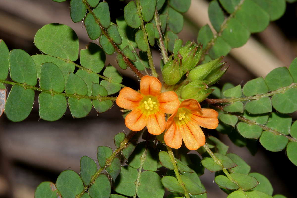 Biophytum umbraculum Biophytum umbraculum