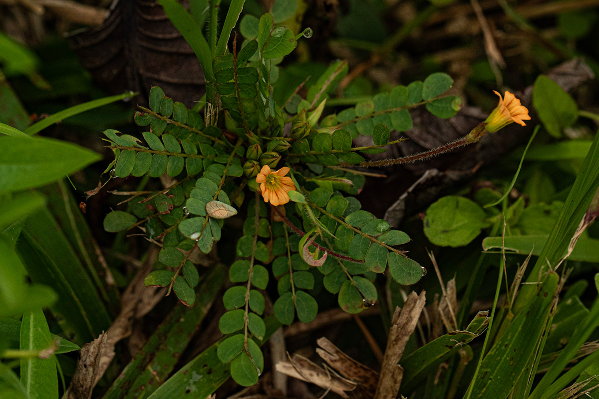 Biophytum umbraculum Biophytum umbraculum