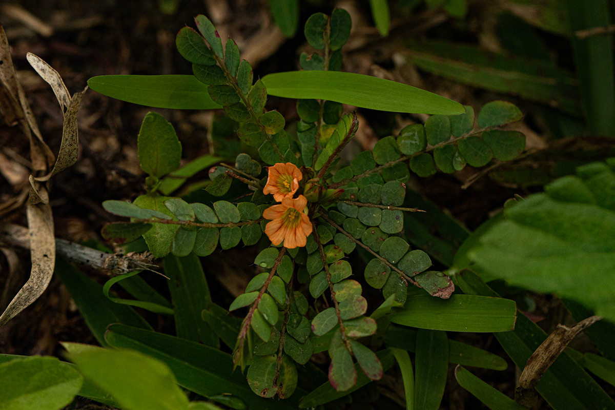 Biophytum umbraculum Biophytum umbraculum